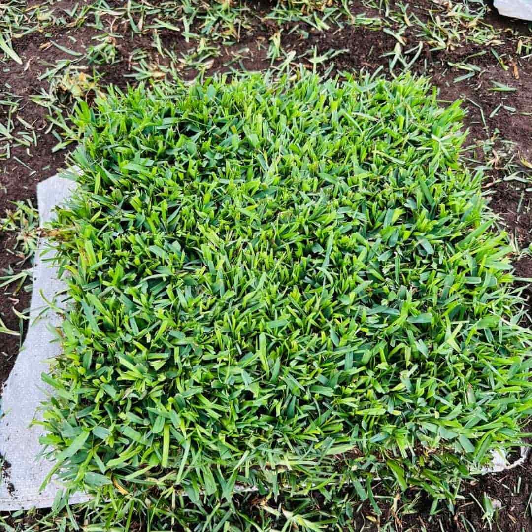 Imagen de Grass Americano