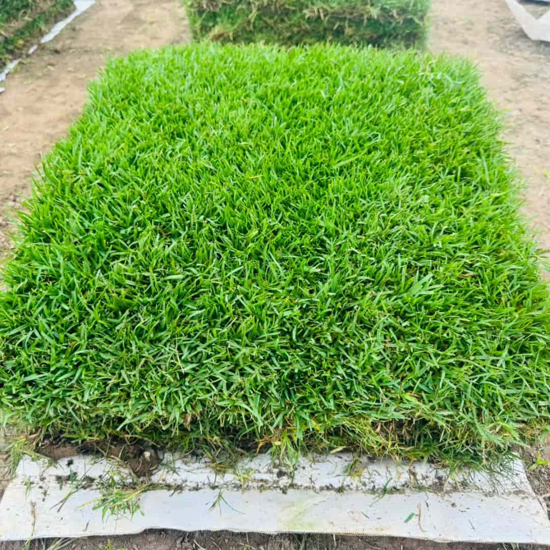 Imagen de Grass Paspalum