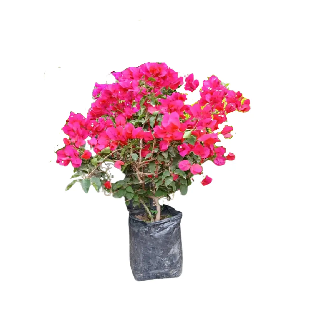 Imagen de Buganvilia Arbustiva