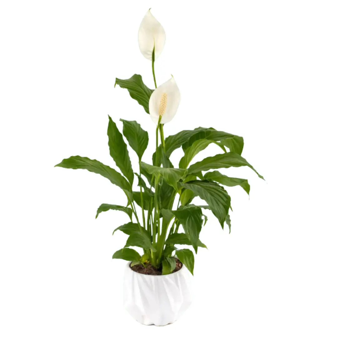 Imagen de Spatofilio